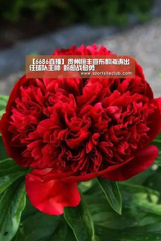【6686直播】贵州恒丰宣布郝海涛出任球队主帅 盼愈战愈勇(图3) 6686直播